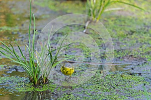 Yellow wagtail or Motacilla flava feldegg