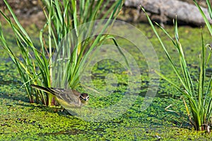 Yellow wagtail or Motacilla flava feldegg