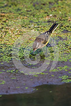 Yellow wagtail or Motacilla flava feldegg