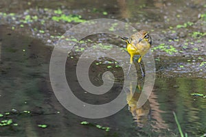 Yellow wagtail or Motacilla flava feldegg