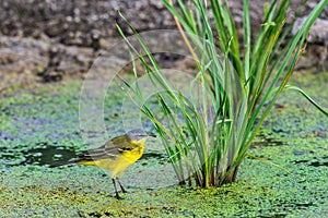 Yellow wagtail or Motacilla flava feldegg