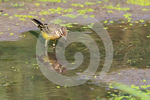 Yellow wagtail or Motacilla flava feldegg