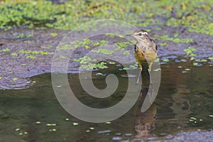 Yellow wagtail or Motacilla flava feldegg