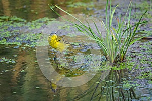 Yellow wagtail or Motacilla flava feldegg