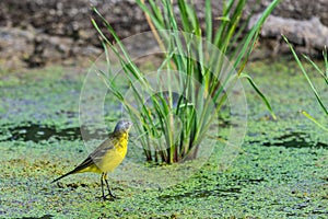 Yellow wagtail or Motacilla flava feldegg