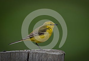 Yellow Wagtail (Motacilla flava) on post