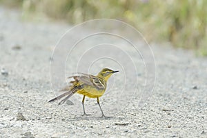 Yellow Wagtail Motacilla flava photo