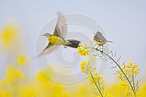 A female yellow wagtail perched with nest material in its beak on the blossom of a rapeseed field. With the male flying in front o