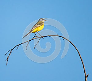 Yellow wagtail