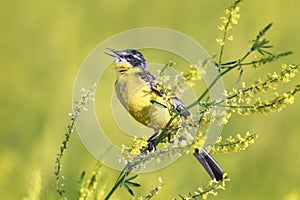 Yellow Wagtail sings the song on the bright summer meadow