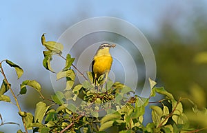 A yellow wagtail sits on the crown of a tree