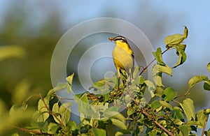 A yellow wagtail sits on the crown of a tree