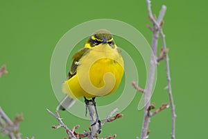 Yellow Wagtail in Springtime