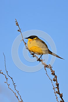 Yellow wagtail warble