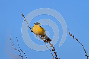 Yellow wagtail warble