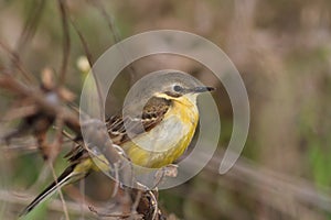 Yellow wagtail warble