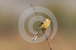 Yellow wagtail warble