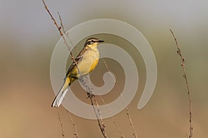 Yellow wagtail warble photo