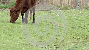 Yellow Wagtails (Motacilla flava) feeding around Highland Cattle