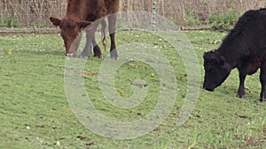 Yellow Wagtails (Motacilla flava)feeding around Highland Cattle