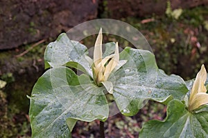 Yellow wakerobin Trillium luteum, flowering plants