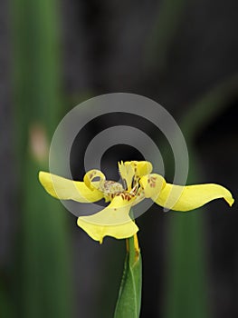 Yellow Walking Iris