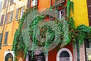 Yellow wall, balcony of an italian house ivy-covered. Italian building exterior.