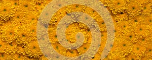 Yellow wall,banner with chrysanthemum cut flowers. Gold texture for background