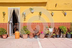 Yellow wall with flower pots.