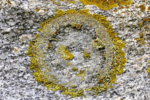 Yellow Wall Lichen, Xanthoria parietina