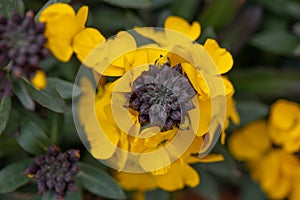 Yellow wallflower, Erysimum cheiri â€˜Goldstaubâ€™, flowers and buds topview