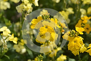 Yellow Wallflower Primerose Dame