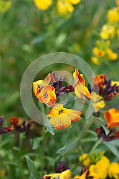 Yellow Wallflower Tom Thumb