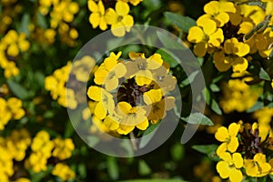 Yellow wallflowers, Erysimum Bowles Mauve Yellow