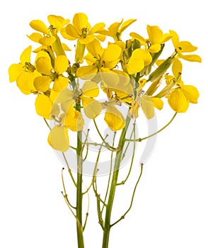 Yellow Wallflowers