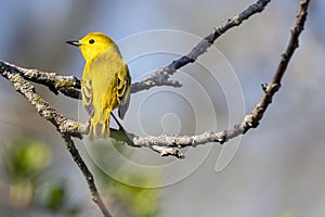 Yellow Warble Isolated Perched on a Tree Branch