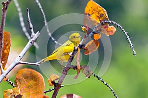 Yellow Warbler