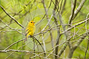 Yellow warbler