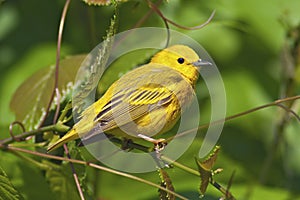 Yellow Warbler