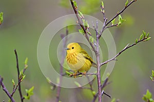 Yellow Warbler   805443