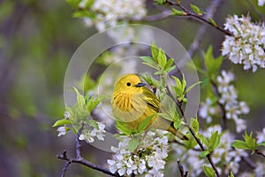 Yellow Warbler   805458