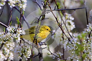 Yellow Warbler   805461