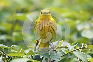 Yellow Warbler  841385