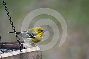 Yellow Warbler bird