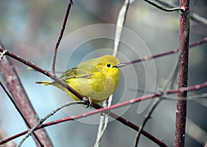 Yellow Warbler bird Dendroica petechia Canada photo