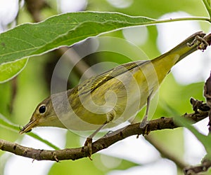 Yellow Warbler Bird