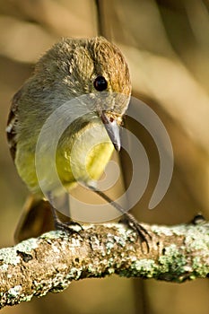 Yellow warbler bird in the Galapagos islands