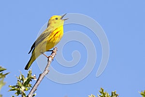 Yellow Warbler (Dendroica petechia) Singing