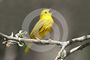 Yellow Warbler (Dendroica petechia) Singing photo