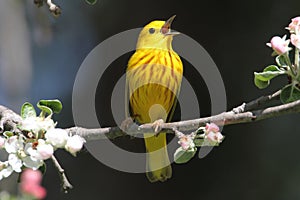 Yellow Warbler (Dendroica petechia) Singing photo